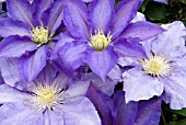 CLEMATIS H. F. YOUNG