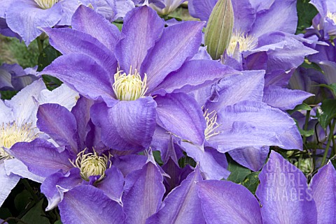 CLEMATIS_H_F_YOUNG