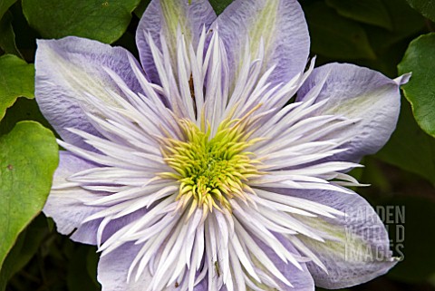 CLEMATIS_CRYSTAL_FOUNTAIN
