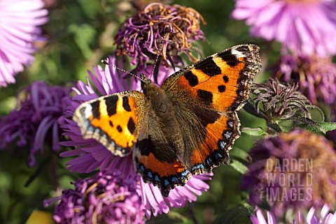 ASTER_BARS_PINK_SMALL_TORTOISESHELL_BUTTERFLY
