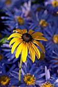 RUDBECKIA DEAMII WITH ASTER AMELLUS KING GEORGE