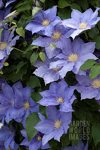 CLEMATIS_H_F_YOUNG