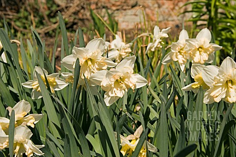 NARCISSUS_CHANGING_COLOURS_DAFFODIL