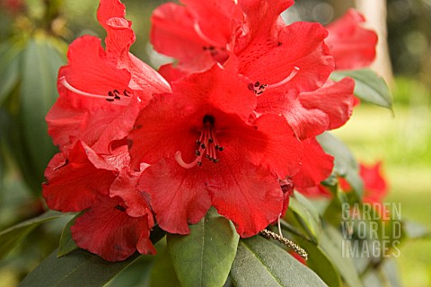 RHODODENDRON_GRACE_SEABROOK