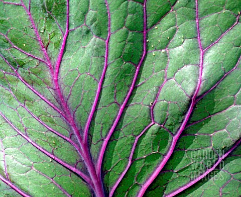 LEAF_DETAILS_OF_CABBAGE_RED_DRUMHEAD