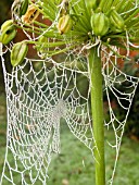 SPIDERS FROSTED WEB,  JOINED TO AGAPANTHUS SEED HEADS.
