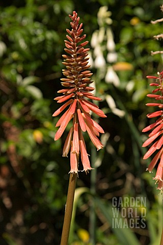 KNIPHOFIA_TIMOTHY_TORCH_LILY