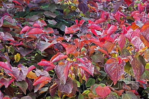 CERCIS_CANADENSIS_FOREST_PANSY