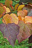 CERCIS CANADENSIS FOREST PANSY IN AUTUMN