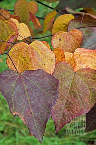 CERCIS_CANADENSIS_FOREST_PANSY_IN_AUTUMN