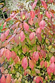 EUONYMUS PLANIPES IN AUTUMN
