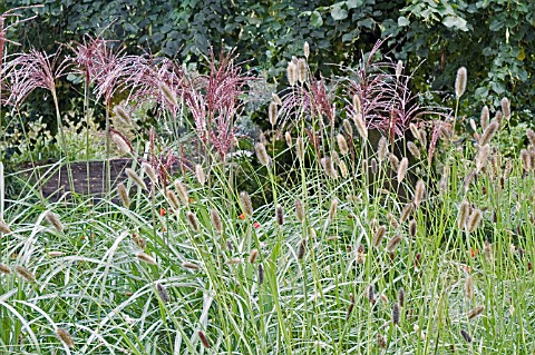 PENNISETUM_RED_BUTTONS_AND_MISCANTHUS_SINENSIS_MALEPARTUS