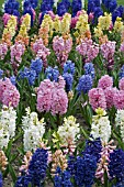 MIXED BED OF HYACINTHUS ORIENTALIS