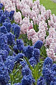 HYACINTHUS ORIENTALIS DELFT BLUE AND LADY DERBY