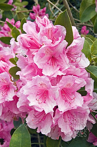 RHODODENDRON_PINK_PEARL