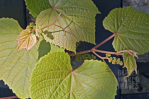 VITIS_COIGNETIAE_LEAVES_FLOWER_BUDS_AND_YOUNG_SHOOTS_IN_EARLY_SUMMER