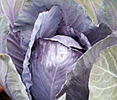 RED CABBAGE RODEO F1