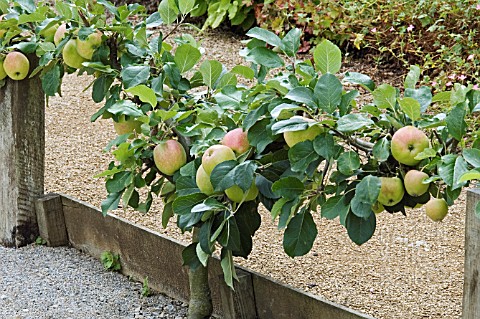 STEPOVER_APPLE_VARIETY_CLAYGATE_PEARMAIN