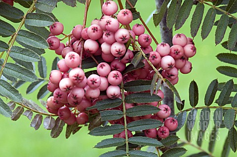 SORBUS_VILMORINII_SHOWING_BERRIES_AND_FOLIAGE