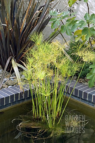 CYPERUS_PAPYRUS_IN_LATE_SUMMER