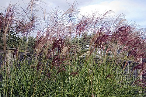 MISCANTHUS_SINENSIS_GROSSE_FONTAINE