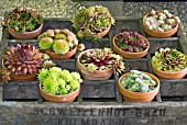 POTS OF MIXED SEMPERVIVUMS IN A WOODEN CRATE