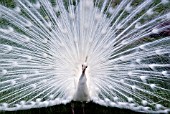 WHITE PEACOCK DISPLAYING FEATHERS