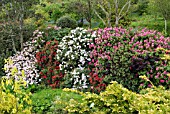 RHODODENDRONS IN FLOWER AT GLENWHAN GARDENS