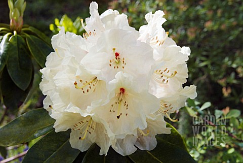 RHODODENDRON_PAPRIKA_SPICE