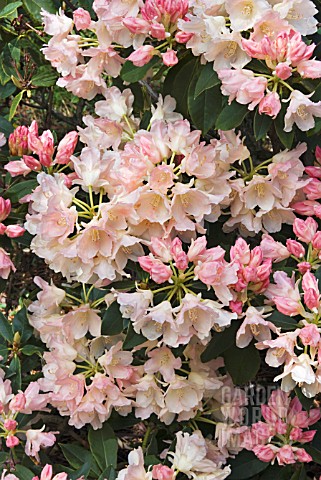 RHODODENDRON_PERCY_WISEMAN