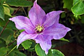 CLEMATIS RICHARD PENELL