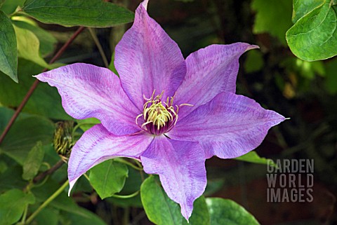 CLEMATIS_RICHARD_PENELL