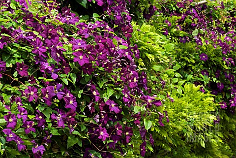 CLEMATIS_VITICELLA_ETOILE_VIOLETTE_GROWING_THROUGH_A_HEDGE