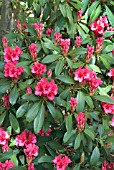 RHODODENDRON CARY ANNE