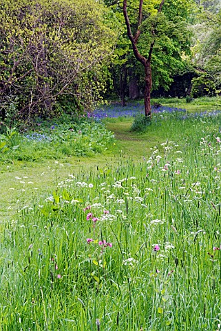MEADOW_FLOWERS_AND_BLUEBELLS_IN_WOODLAND