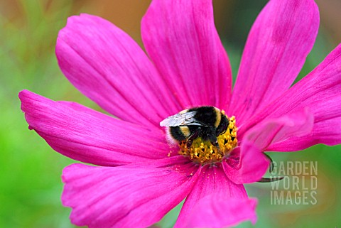 BEE_ON_COSMOS_FLOWER