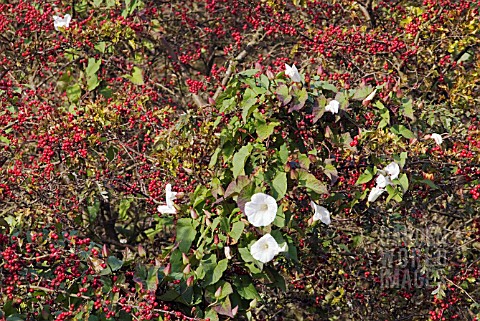 CONVOLVULUS_ARVENSIS_GROWING_THROUGH_A_HAWTHORN_HEDGE