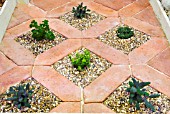 HERBS PLANTED IN PAVING