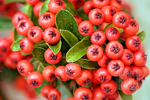 PYRACANTHA_MOHAVE