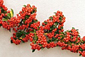 PYRACANTHA MOHAVE