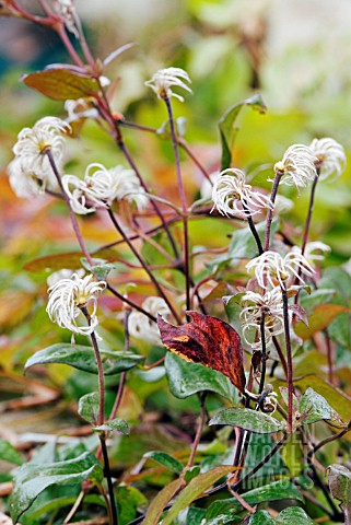 LEAVES_AND_SEEDHEADS_ON_CLEMATIS_FUKUZONE