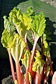 FORCED RHUBARB - RED CHAMPAGNE