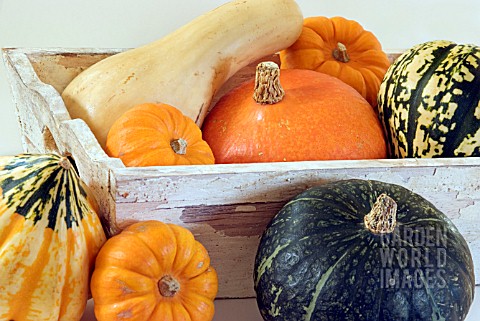 WOODEN_BOX_OF_WINTER_SQUASHES_AND_PUMPKINS