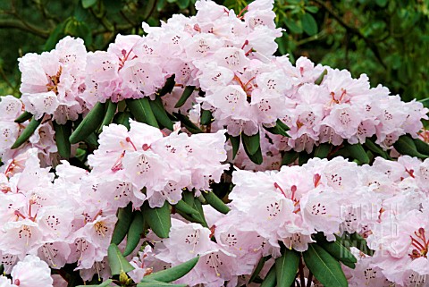 RHODODENDRON__FARGESII