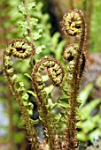 DRYOPTERIS AFFINIS SUBSP. CAMBRENSIS