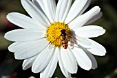 HOVERFLY ON ARGYRANTHEMUM FOENICULACEUM POLLY