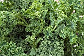 KALE DWARF GREEN CURLED IN SPRING