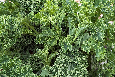 KALE_DWARF_GREEN_CURLED_IN_SPRING