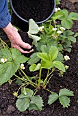 MULCHING STRAWBERRY PLANTS TO PROTECT THE FRUIT