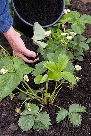 MULCHING_STRAWBERRY_PLANTS_TO_PROTECT_THE_FRUIT